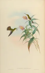 Amazilia leucogaster